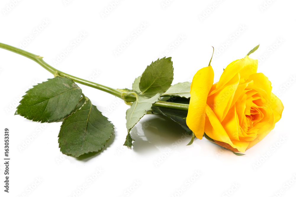 Fototapeta premium Yellow rose flower