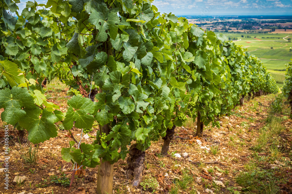 coteau de vignes coteau de vignes