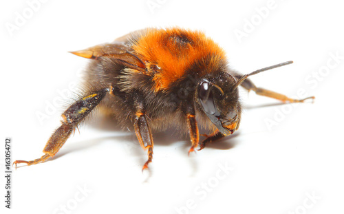 The Bumblebee or Bumble Bee (Bombus terrestris) is important pollinator of both crops and wildflowers. Bumblebees are increasingly cultured for agricultural use. Insect isolated on white background.