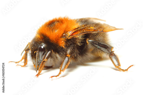 The Bumblebee or Bumble Bee (Bombus terrestris) is important pollinator of both crops and wildflowers. Bumblebees are increasingly cultured for agricultural use. Insect isolated on white background.