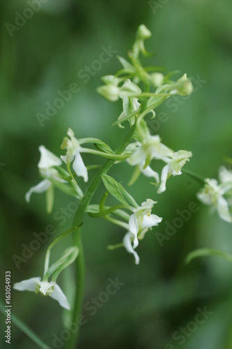 Platanthère à fleurs vertes (Platanthera chlorantha)