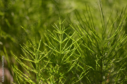 Flora in Maine Ferns Green