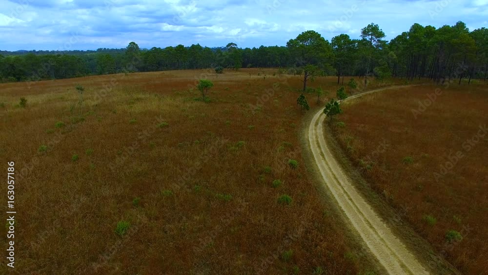 aerial view of dirt trial in pine wood forest aerial view of dirt trial in pine wood forest
