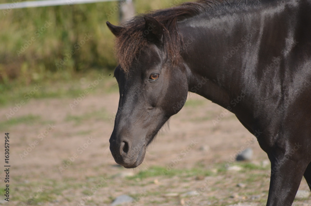 Obraz premium dark horse