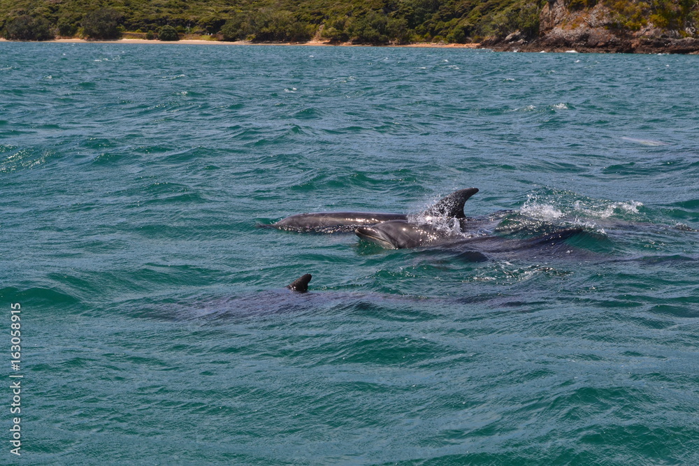 Fototapeta premium Dolphins