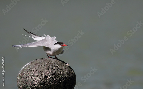 COmmon Tern, Lagoa das Furnas, Sao Miguel, Azores, Portugal photo