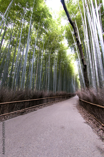 Bamboo grove in Arashiyama  Kyoto  Japan