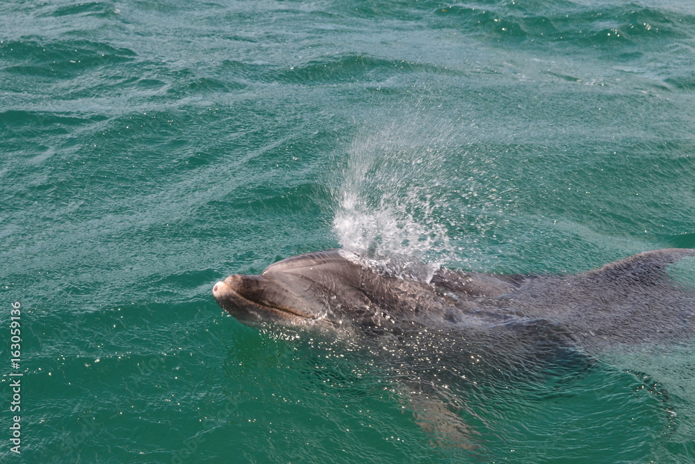 Fototapeta premium Dolphins