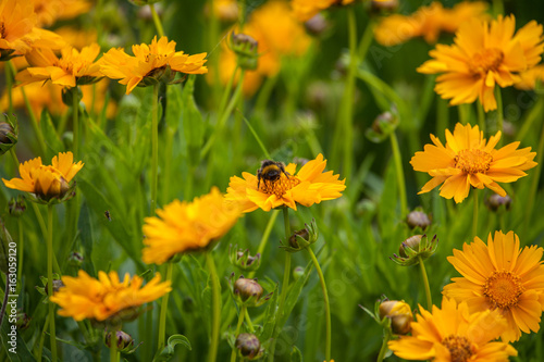 Hummel auf der Wiese