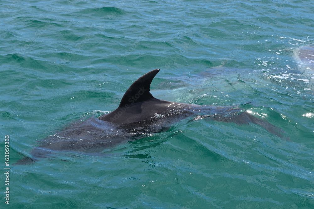 Obraz premium Dolphins