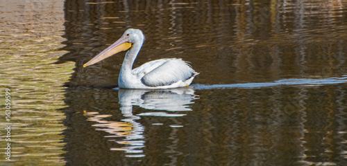 White Pelican in Brownish Waters