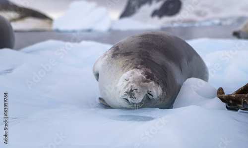 Sleeping seal laying in the snow amid the sea and icebergs. Andreev.