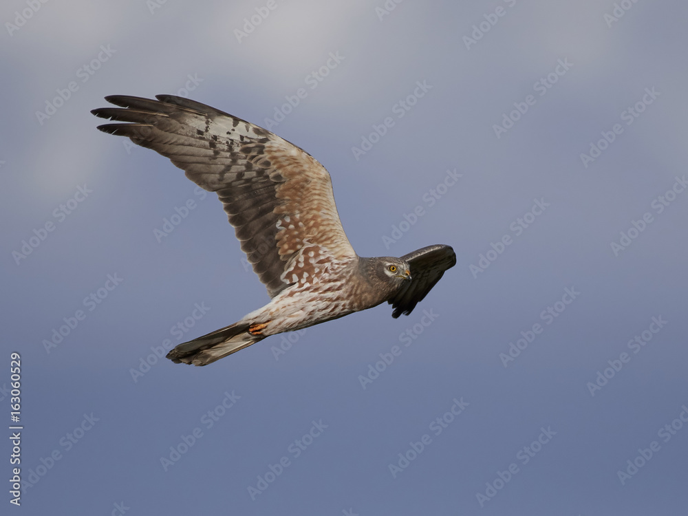 Obraz premium Montagus harrier (Circus pygargus)