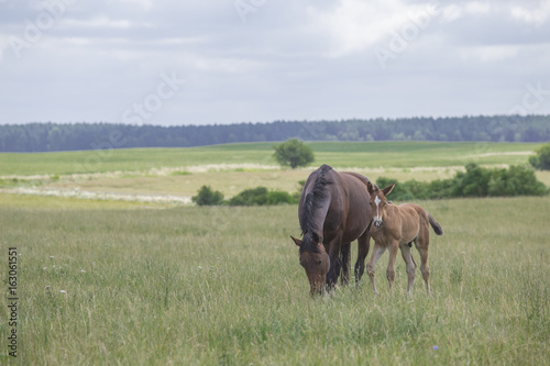 konie na padoku © Pawel