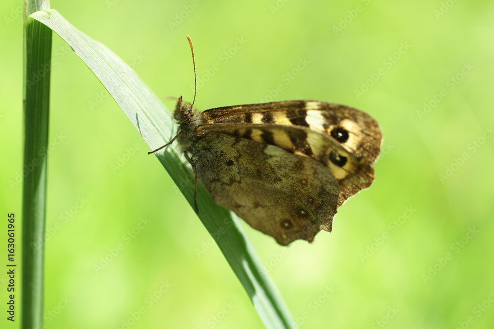 Obraz premium Papillon diurne