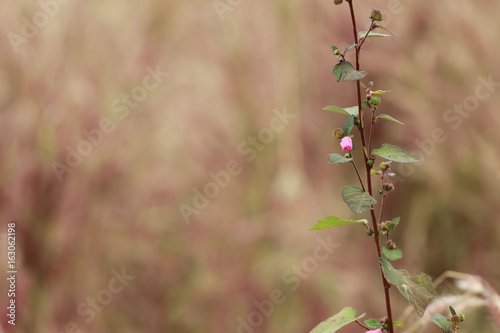 little pink flower