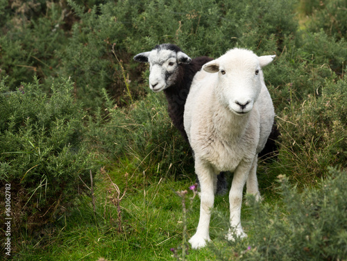 Two sheep curious stare at camera