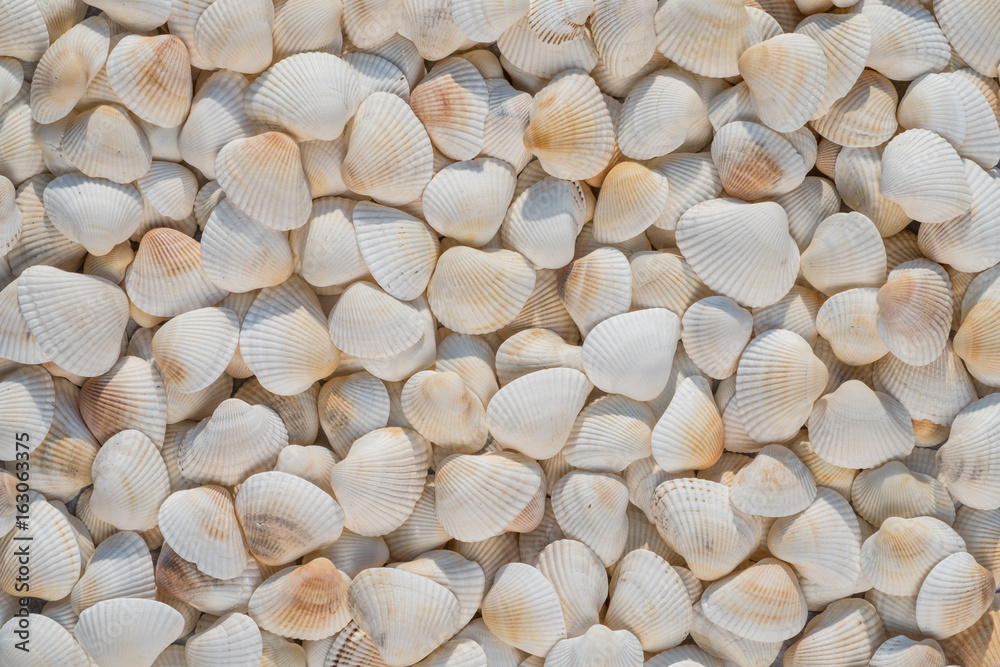 Lot of shells of different sizes
