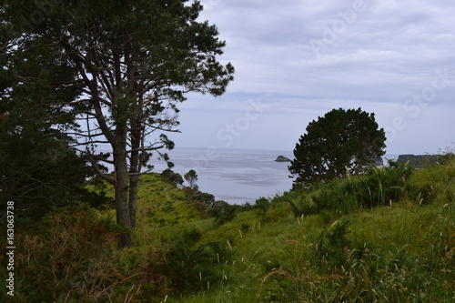 landscape at Paihia in New Zealand