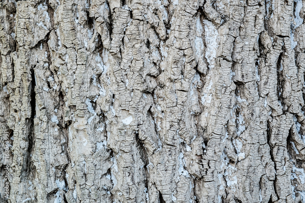 Obraz premium bark of tree