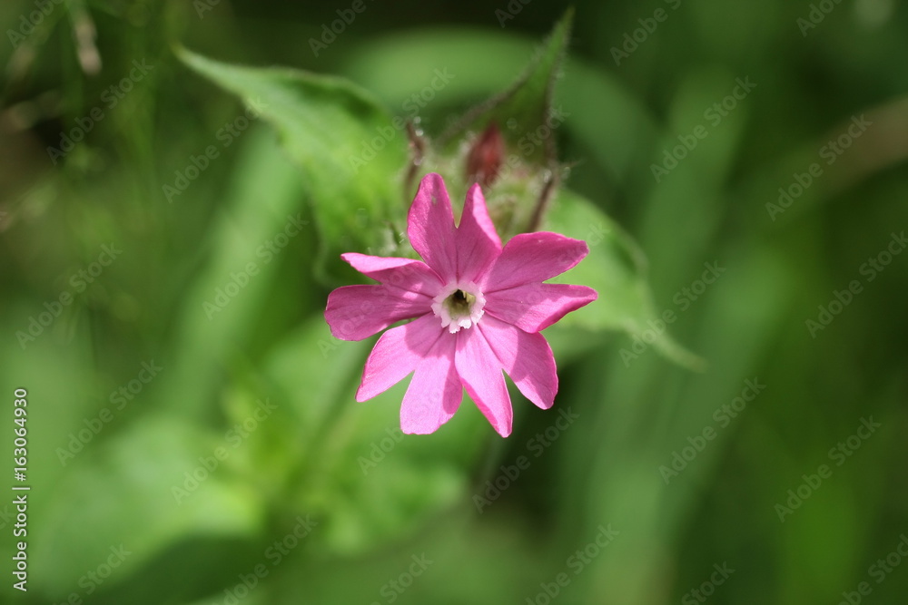 Silene dioica Silene dioica