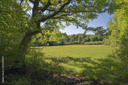 Spring - forest meadow blooming in yellow