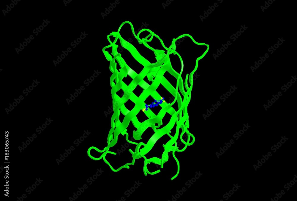 Molecular structure of GFP Molecular structure of GFP