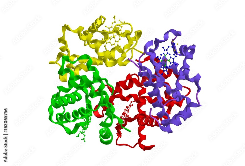 Molecular structure of hemoglobin