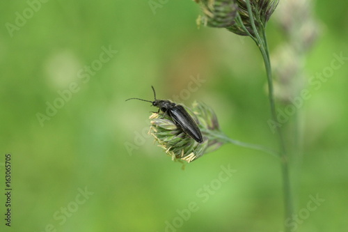 Athous haemorrhoidalis © Eric