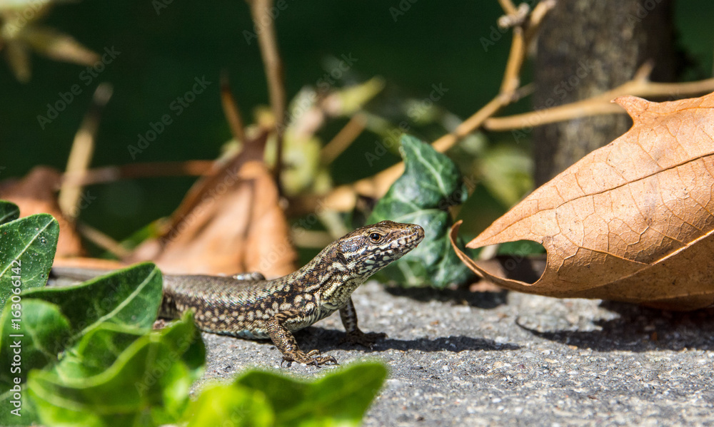 Tiny alpine lizard hiding among leaves Tiny alpine lizard hiding among leaves