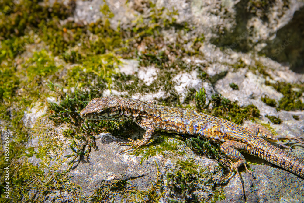 Tiny alpine lizard basking in the sun Tiny alpine lizard basking in the sun