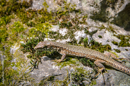 Tiny alpine lizard basking in the sun