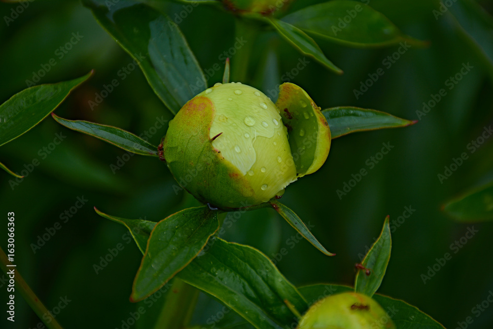 Unblown white peony flower after rain./Raindrops are visible on the white peony bud. Marco, Nature, flowers, Russia, Moscow region, Shatura Unblown white peony flower after rain./Raindrops are visible on the white peony bud. Marco, Nature, flowers, Russia, Moscow region, Shatura