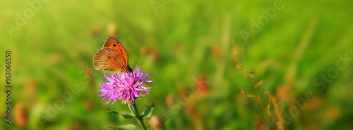 Macro shot on butterfly and cornflower.
