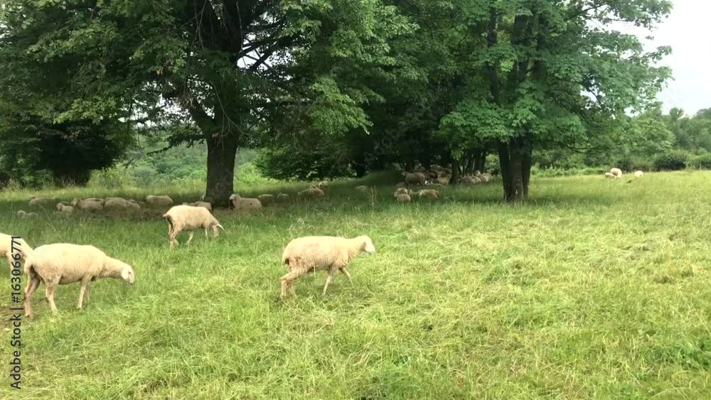 A flock of sheep grazes on a green field A flock of sheep grazes on a green field