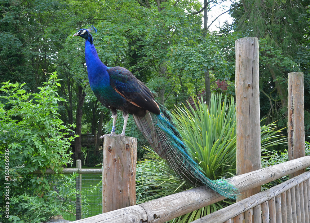 Fototapeta premium Peacock 