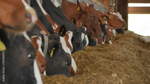 Fressende Kühe im großen Stall photo