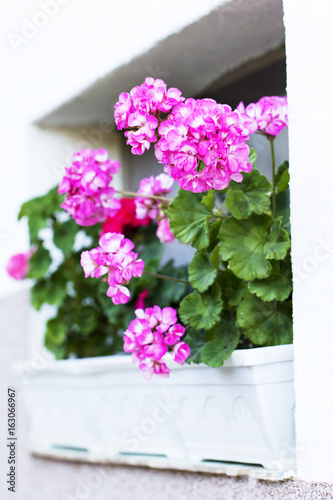 Fototapeta Naklejka Na Ścianę i Meble -  garden geranium flowers