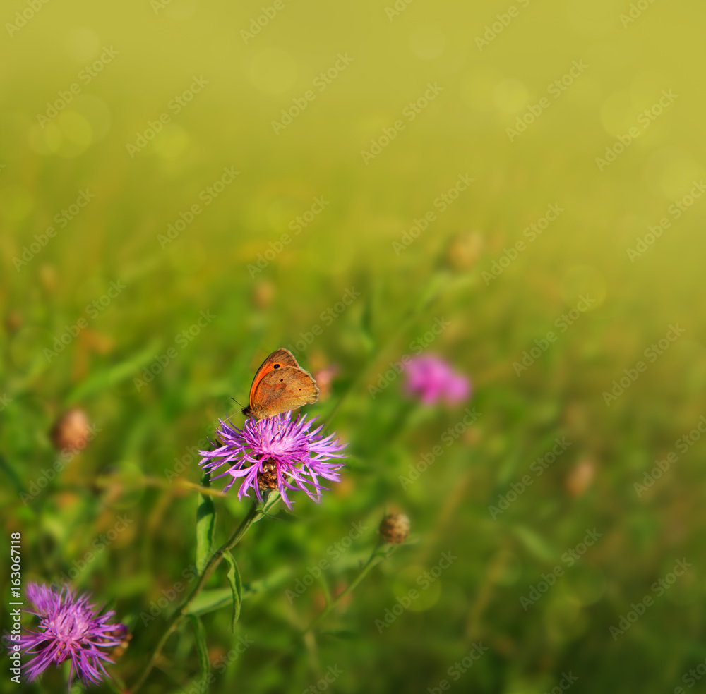 Macro shot on butterfly and cornflower. Macro shot on butterfly and cornflower.
