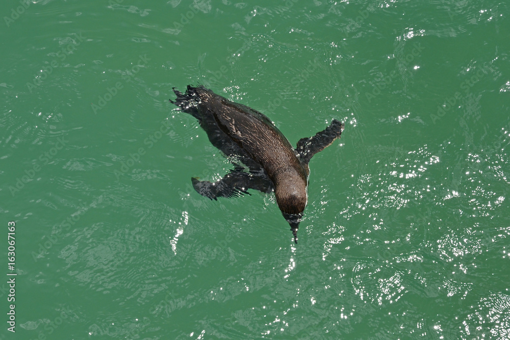 Naklejka premium Penguin 