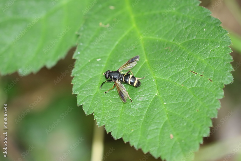 Conops flavipes Conops flavipes