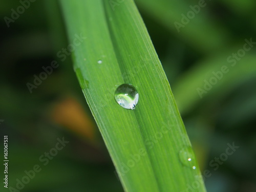 A drop of dew on a green blade of grass.