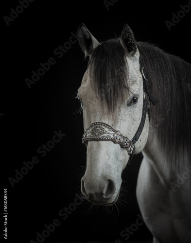 Sassy on black backdrop 1