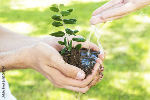 hands with young tree watering it for planting