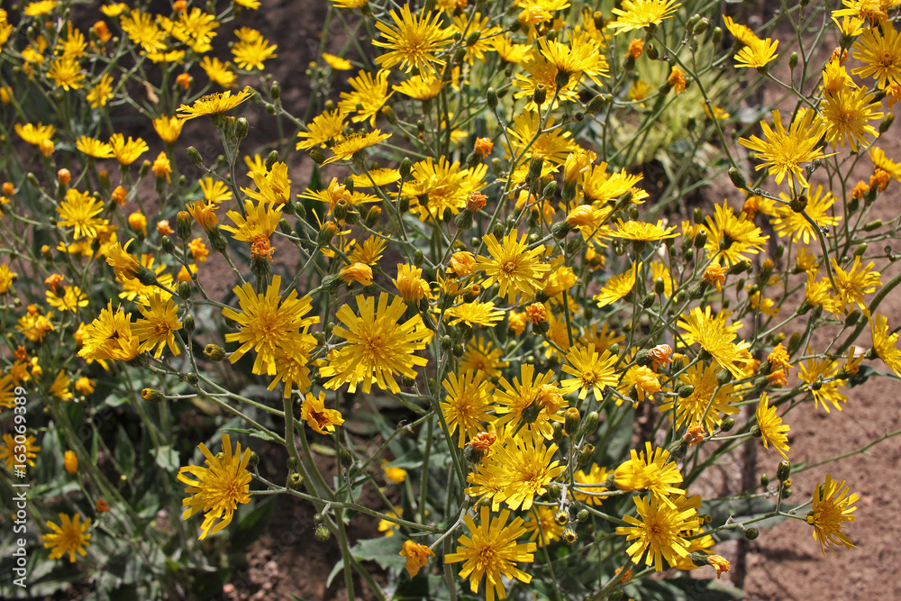 Hieracium maculatum, the spotted hawkweed flowers Hieracium maculatum, the spotted hawkweed flowers
