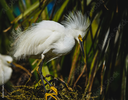 Snowy Egret
