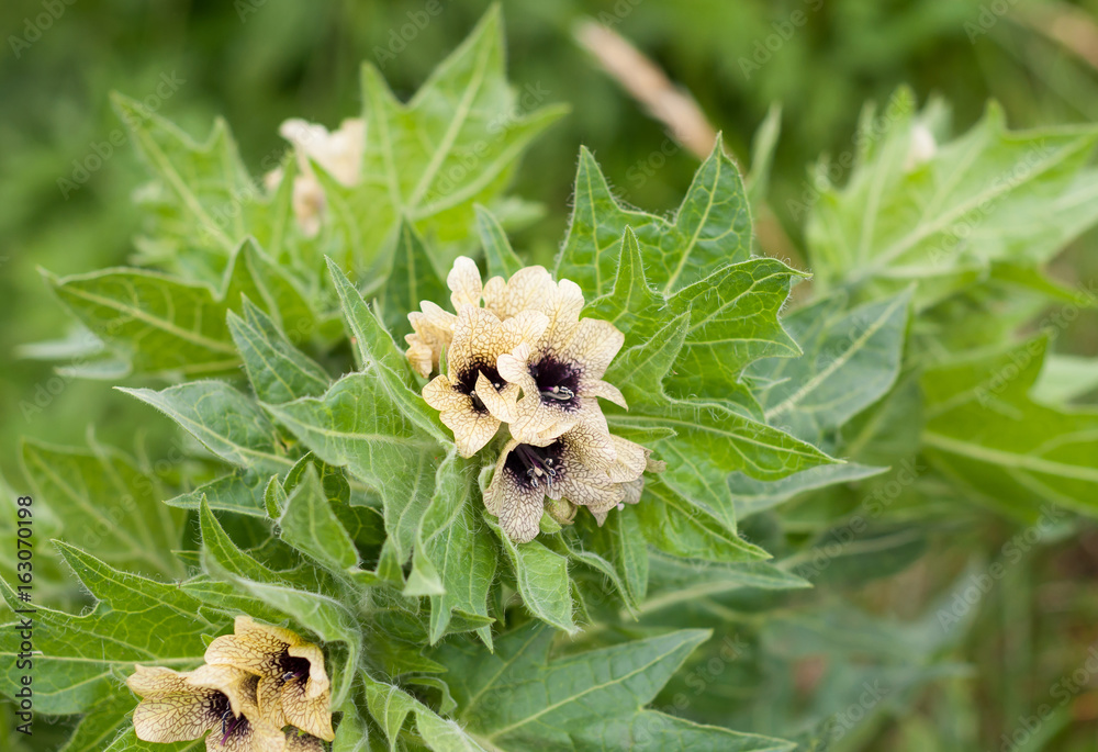 Ταπετσαρία Black henbane or stinking nightshade (Hyoscyamus niger) flower
