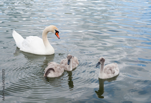 The family of swans is one big white beautiful adult swan (Cygnus olor) and the gray fluffy chicks at the lake's surface learn to swim and feed.