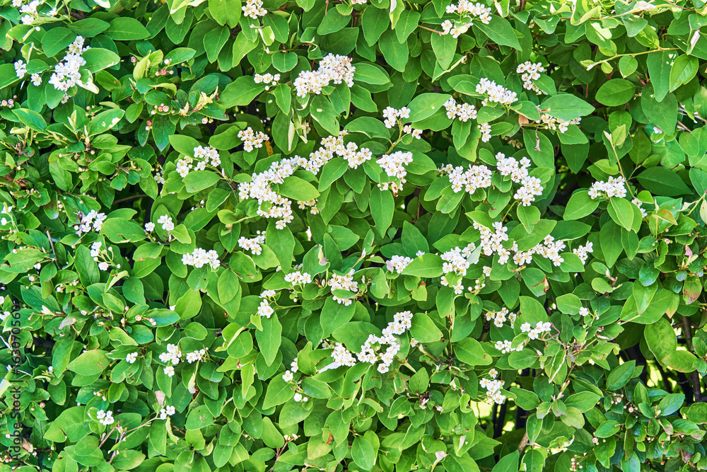 Living wall with flowers. Living wall with flowers.