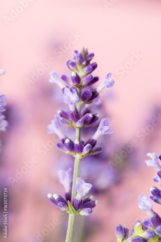 Lavender flowers.